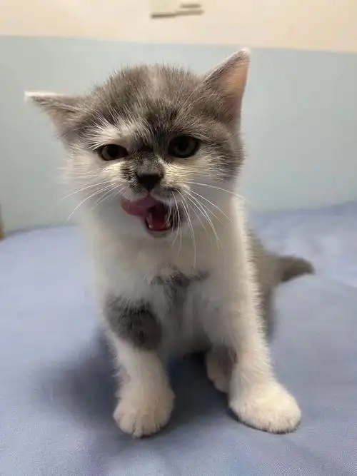 自家猫咪的崽 英短【满月了】低价领养