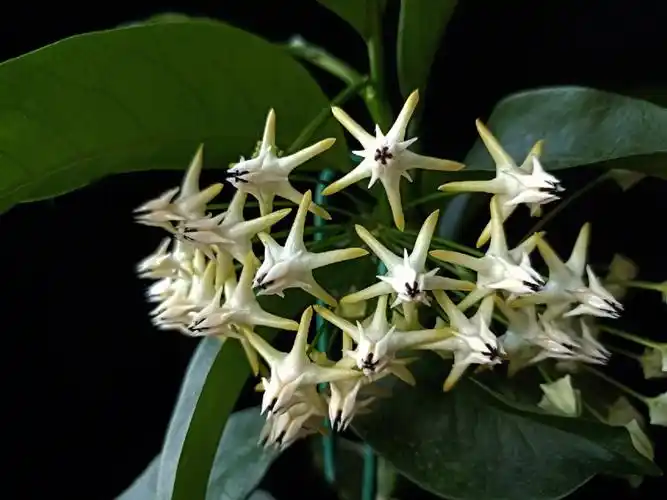 特别勤花的品种07   一年四季都在出花梗  好像并没有感到累的时候