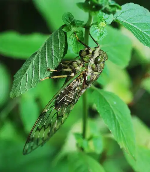 绿蝉,本地蝉