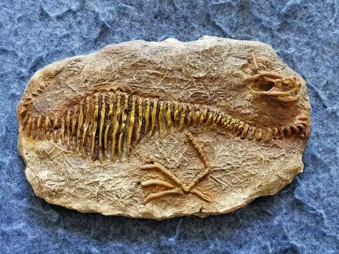 精雕,倒模,挖掘,上色等环节,模拟古生物化石发掘出土过程,还原远古