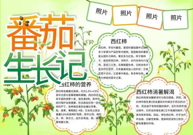 《观察番茄的生长过程psd手抄报》在线图片设计制作手抄报之番茄成长