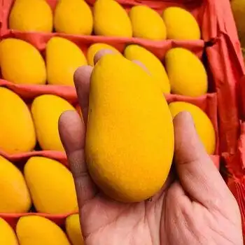 【芒果批发】小台农芒果树上熟大台芒10斤3整箱水果新鲜超甜海南 老果