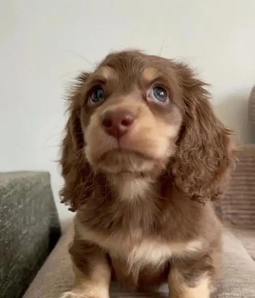 迪士尼在逃小狗心要化了