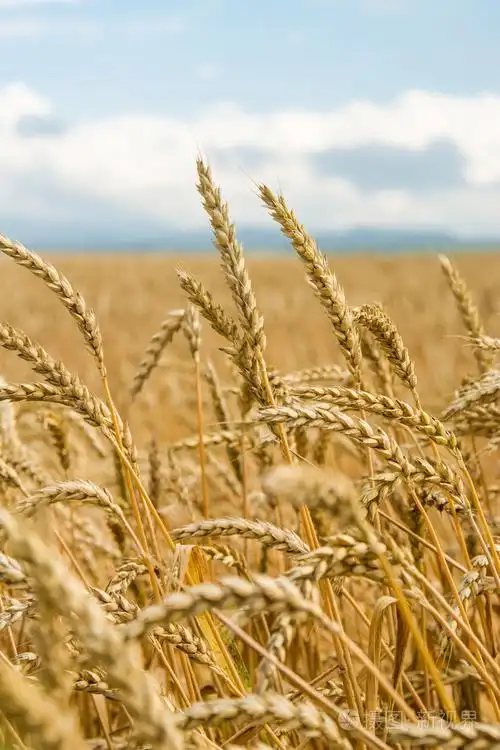 领域的麦穗和蓝蓝的天空