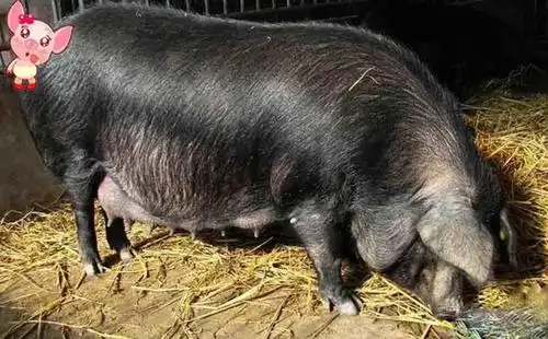 世界八大优质猪种之一的东北民猪, 长的虽然丑, 但肉质好