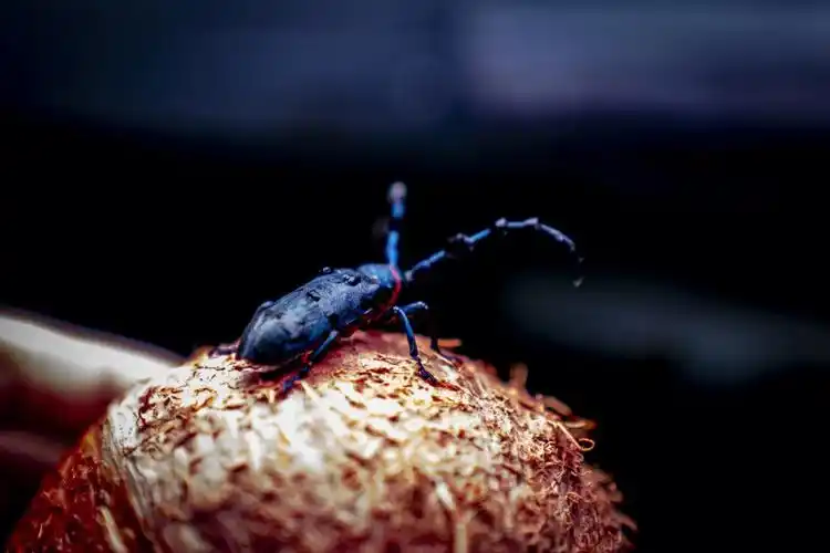 意外出现的木棉丛角天牛