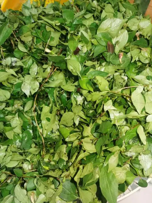 黑暗料理94——手工神仙叶凉粉