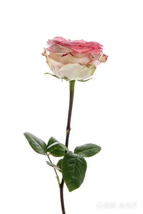 白色背景上美丽的玫瑰