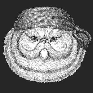 毛茸茸的波斯猫的肖像, 酷海盗, 海员, seawolf, 水手, 骑自行车的