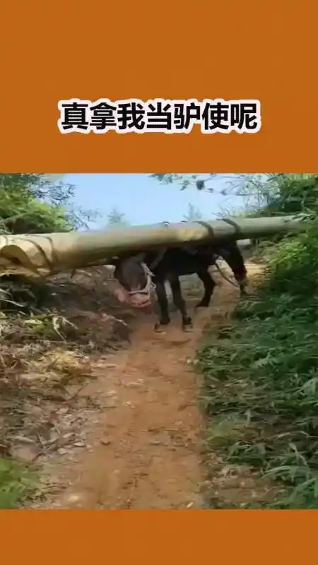 我要上热门#生产队的驴还真是牛,又能干架又能干活