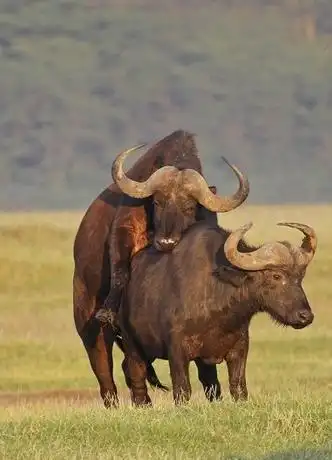 春天的季节要来了,盘点那些野生动物中的交配大师们!