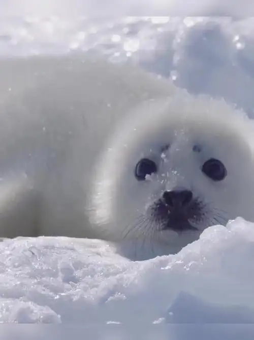 天然呆萌小海豹～最后一个动作好像体操王子