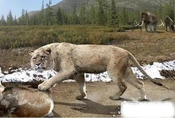 残暴狮vs剑齿虎谁更大残暴狮它们是历史上最大的猫科动物