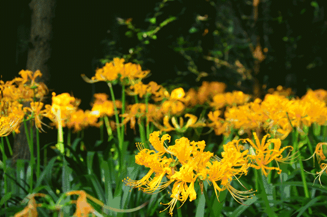 红色,彼岸花——曼珠沙华也相继开放,那是佛爷洞秋的代表之一届时布满