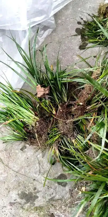 茴香菖蒲吧-百度贴吧