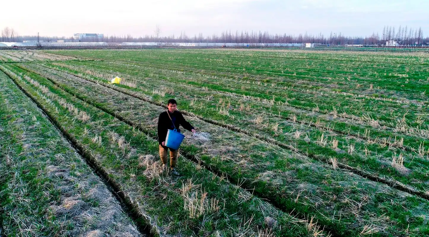 图为人们正在为农作物施肥.