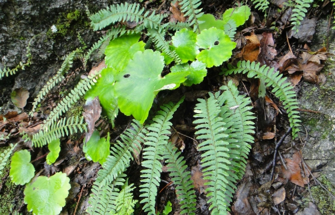 用蜈蚣草治疗咳嗽效果好清热解毒更是不在话下