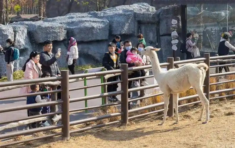 4万余人次游客游览武汉动物园