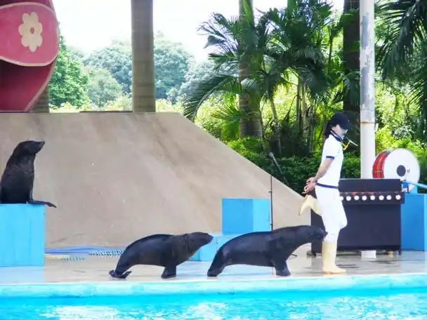 tags:       海狗表演