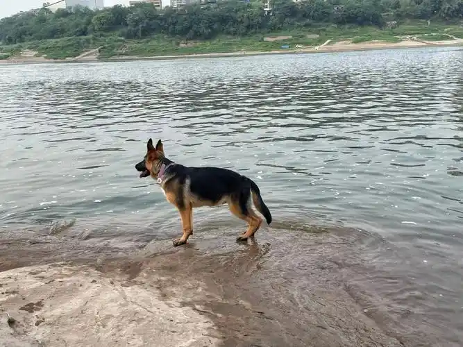 狼宝究竟是平背or弓背