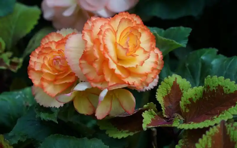 球根海棠,漂亮吧?