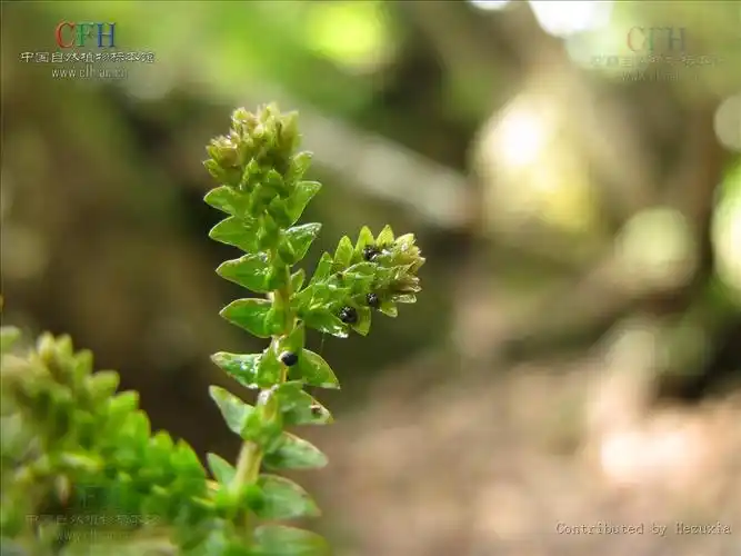 p>异穗卷柏,中药名.