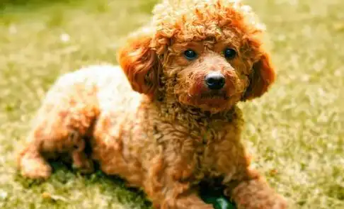 纯种泰迪犬怎么看?六个特征,看出你家泰迪纯不纯!