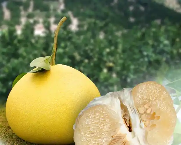 正宗玉环楚门文旦 特早熟文旦 新鲜有机水果柚子 江浙沪皖包邮