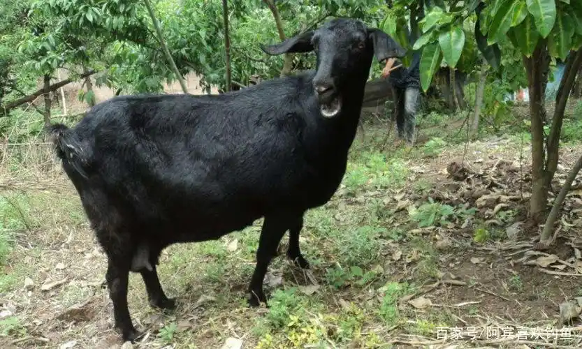 而且小编了解到,用波尔山羊和黑山羊进行杂交,产生杂交一代,然后再将