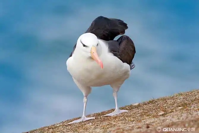 信天翁图片_图片大全