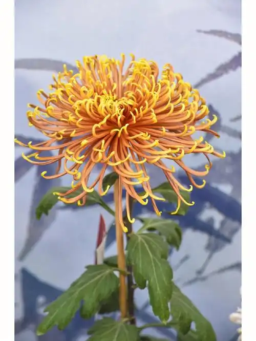 林黛玉描写菊花的诗句