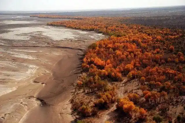 风与水的争夺塔里木盆地的胡杨殇歌