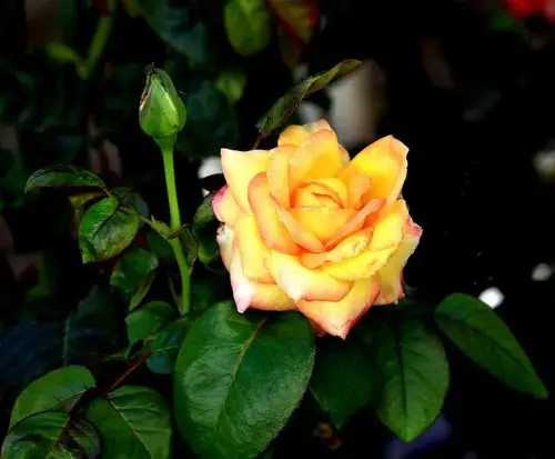 一组月季花(特写)