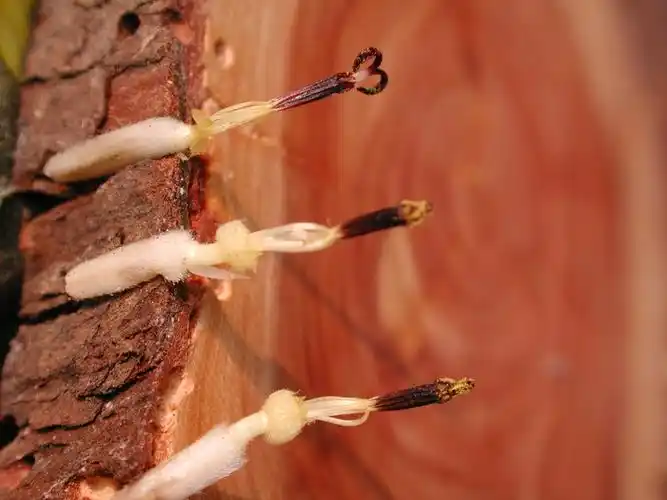 向日葵花图解(1)