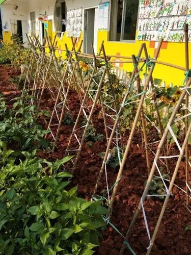 自己种的生态丝瓜