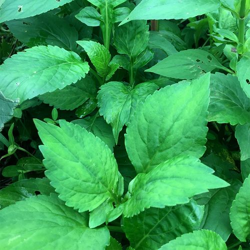 3份包邮福建现摘新鲜苦菜苦斋纯野野生绿色其它