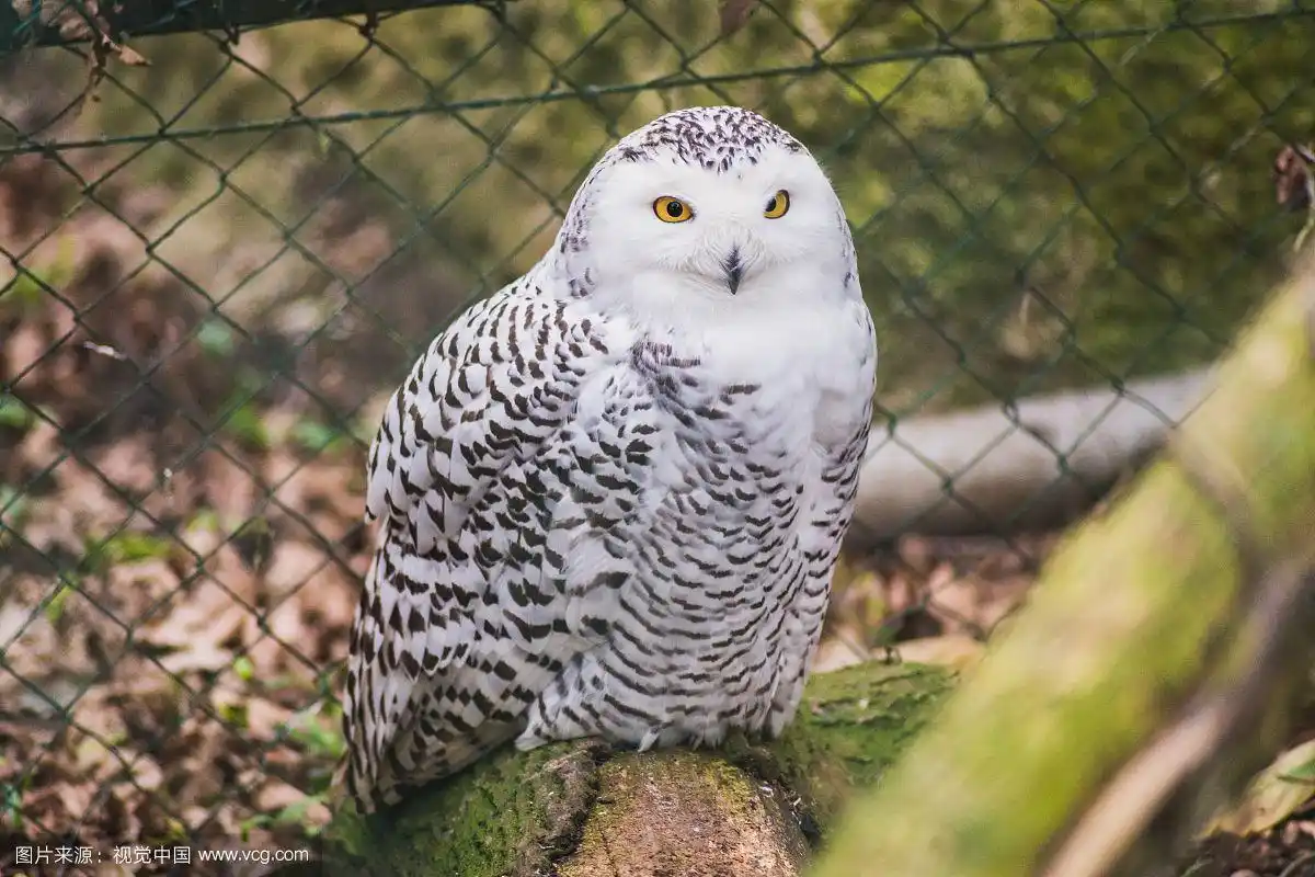 白色猫头鹰