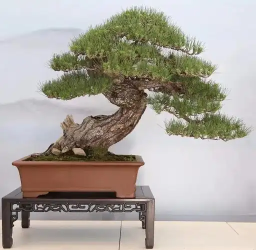 傲气!盆景中的男人松赏析