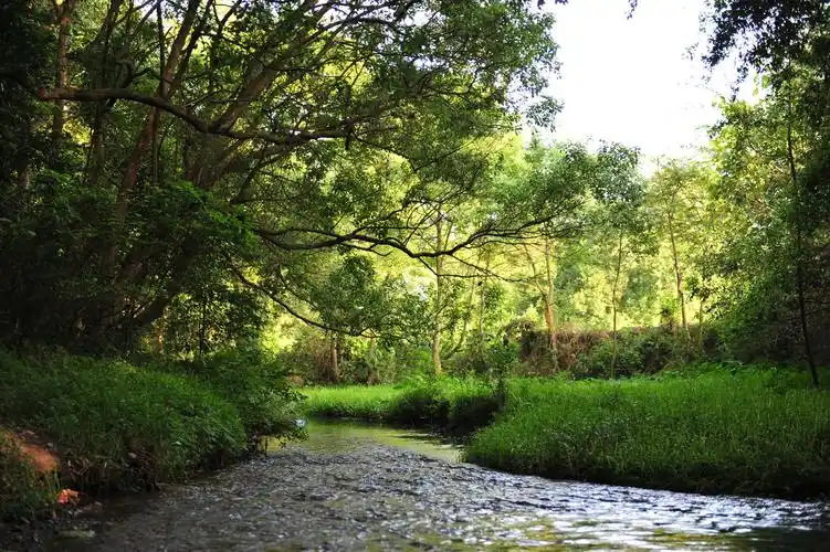 原始小树林随拍