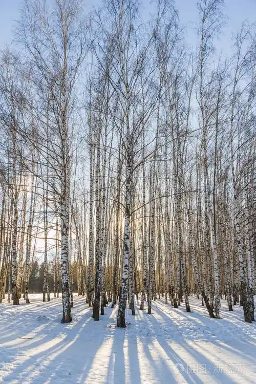 在阳光明媚的冬日早晨看到冰冻的树木