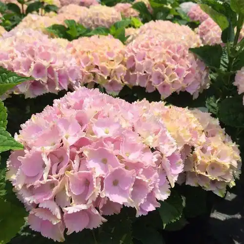 这些绣球花,种一次就上瘾,戒也戒不了!