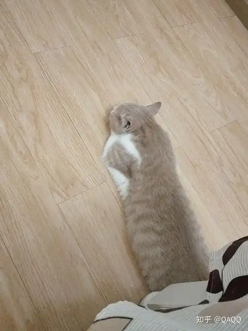 猫咪伸直后腿趴着是啥意思