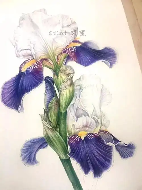 看第一眼就完全被惊艳到的超写实唯美彩铅作品居然把这些小仙女画活了