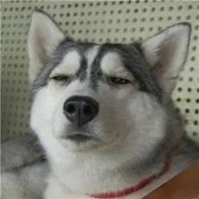 动物头像频道提供更多与哈士奇,二哈,搞笑相关的头像图片挑选下载