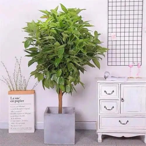 家里种这4种绿植不但环保还能省下几千块堪称植物界的守护神