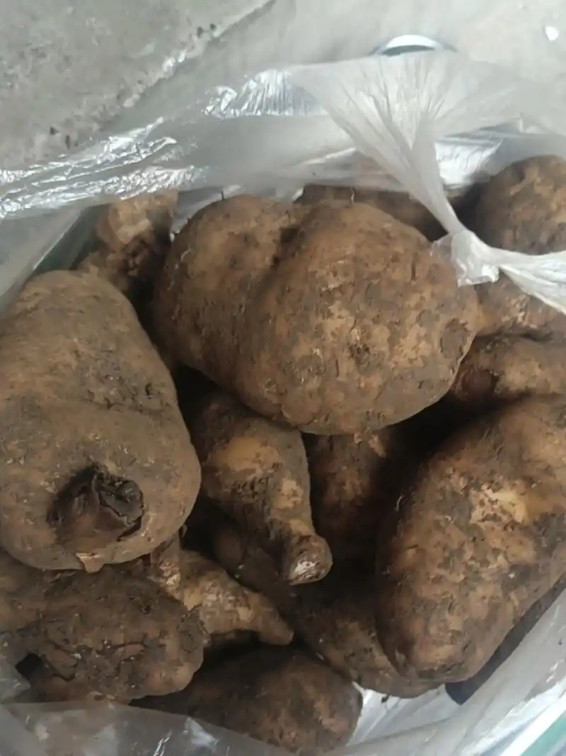 上午画画下午挖野土豆,海拔两千多怎么就会头昏脑胀