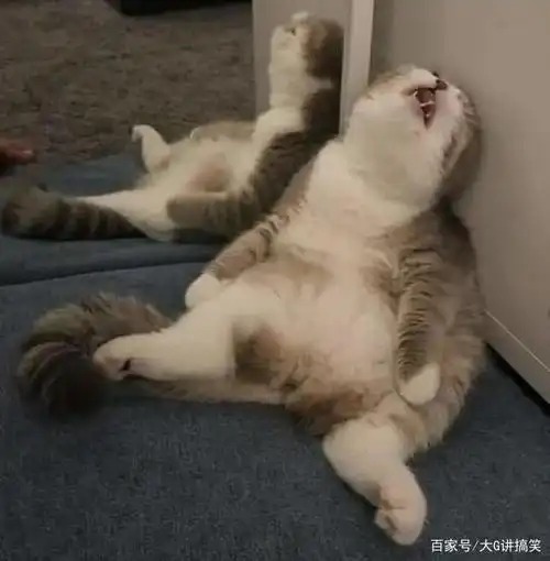 搞笑照片:你们家的猫做完节育收拾也这样吗?