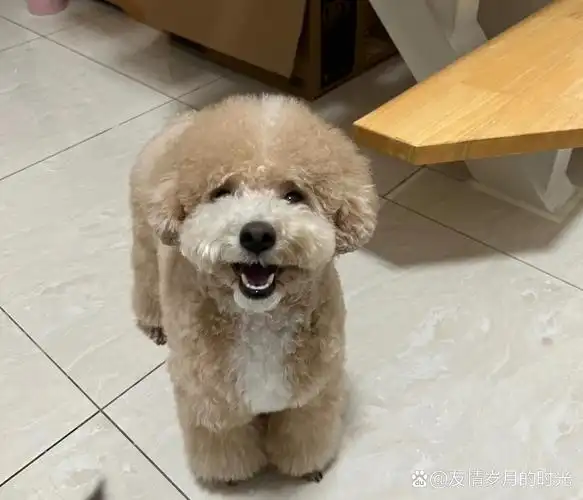 长大后的泰迪熊