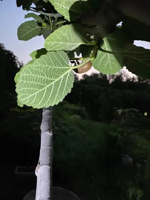 摸知了猴的路上听见草丛沙沙沙竟然出来