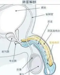 在短时间内松弛开来,快速的充血,将血液灌注到海绵体内的静脉血管直到